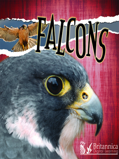 Title details for Falcons by Julie K. Lundgren - Available